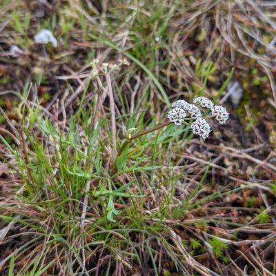 Lomatium piperi