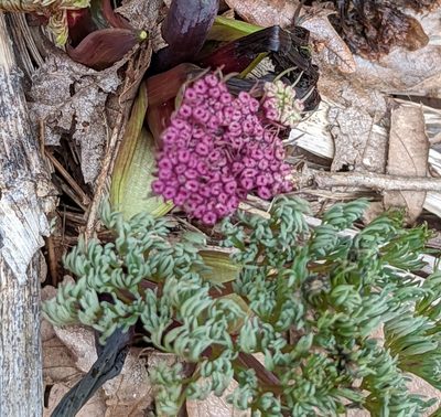 Lomatium columbianum, photographed by Dominic Gentilcore