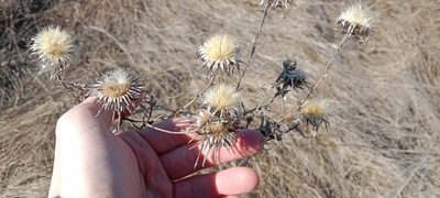 Carlina biebersteinii, photographed by Oleksii Vasyliuk
