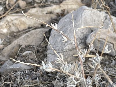 Krascheninnikovia ceratoides, photographed by Bobby McCabe