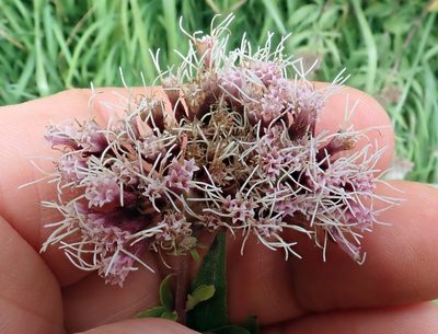Eupatorium cannabinum, photographed by Peter de Lange