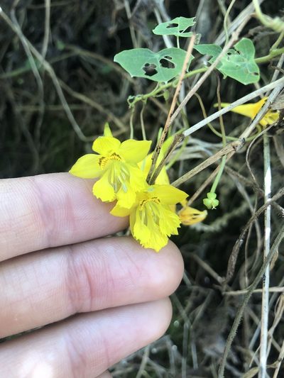 Tropaeolum pendulum, photographed by Skjold Søndergaard