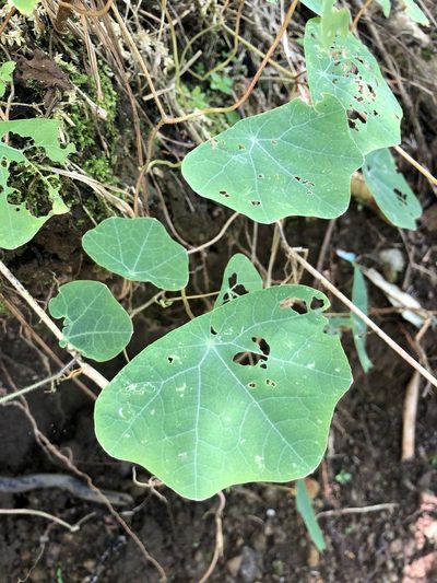 Tropaeolum pendulum, photographed by Skjold Søndergaard