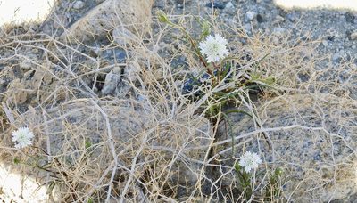 Chaenactis fremontii, photographed by Diana