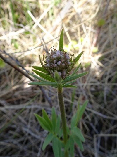 Valeriana uliginosa, photographed by Thomas Koffel