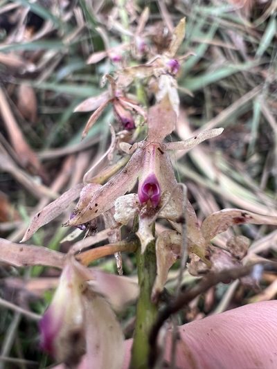 Epidendrum moritzii, photographed by Nicolás Baresch Uribe