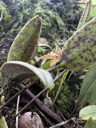 Pleurothallopsis striata, photographed by Nicolás Baresch Uribe