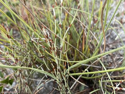Hypolaena fastigiata, photographed by Dylan Wishart