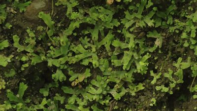 Marchantia emarginata, photographed by chiuluan
