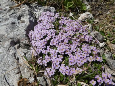 Petrocallis pyrenaica, photographed by Philipp Pavelka