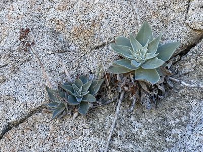 Dudleya arizonica, photographed by Henrik Kibak