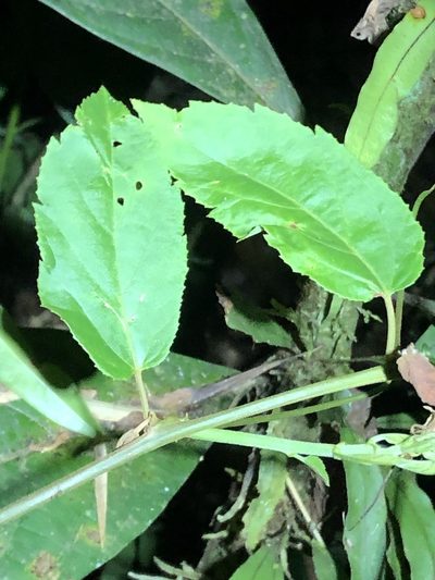 Passiflora miniata, photographed by Jared Shorma