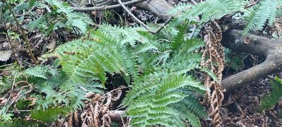 Dryopteris arguta, photographed by Amthinkia