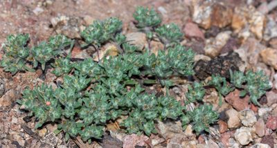Lasiopogon glomerulatus, photographed by Andrew Meeds