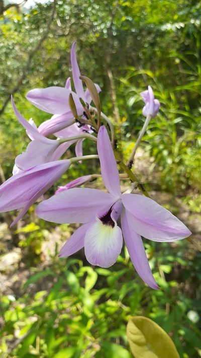 Laelia rubescens, photographed by Sobeida Morales
