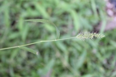 Setaria grisebachii, photographed by Viacheslav Shalisko