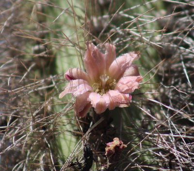 Lophocereus schottii, photographed by Henrik Kibak