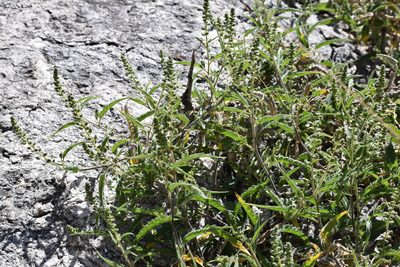 Ambrosia ambrosioides, photographed by velodrome