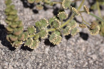 Ambrosia ambrosioides, photographed by velodrome