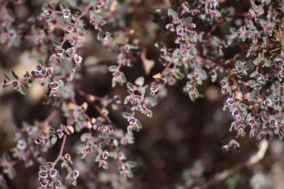Euphorbia melanadenia, photographed by velodrome