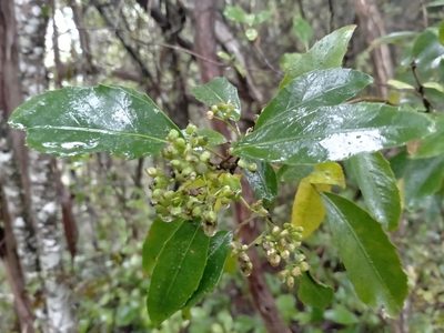 Raukaua simplex, photographed by John Barkla