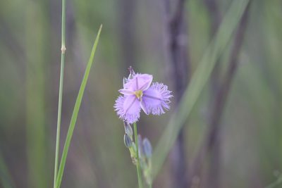 Thysanotus banksii, photographed by Hugo Innes