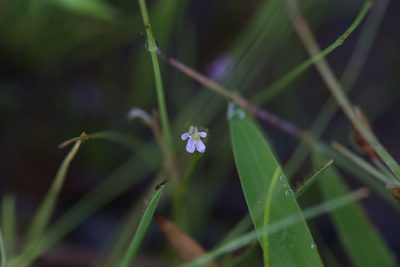 Stylidium elachophyllum, photographed by Hugo Innes