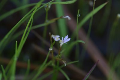 Stylidium elachophyllum, photographed by Hugo Innes
