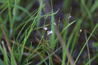 Stylidium elachophyllum, photographed by Hugo Innes