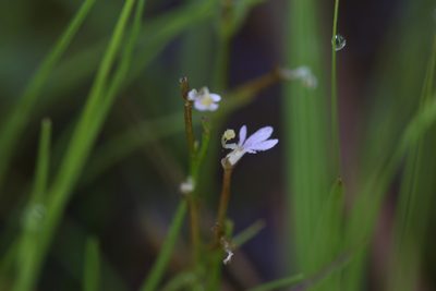 Stylidium elachophyllum, photographed by Hugo Innes