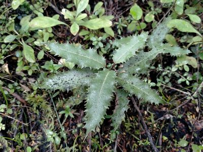 Olearia ilicifolia, photographed by John Barkla
