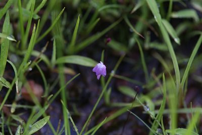 Utricularia minutissima, photographed by Hugo Innes