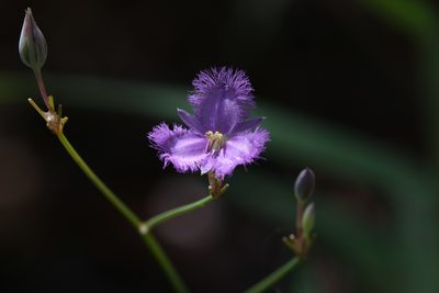 Thysanotus banksii, photographed by Hugo Innes