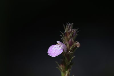 Justicia adscendens, photographed by Hugo Innes