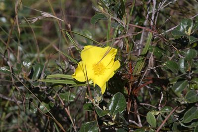 Hibbertia longifolia, photographed by Hugo Innes