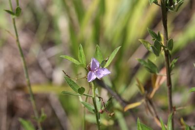 Murdannia graminea, photographed by Hugo Innes