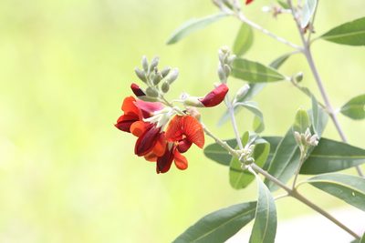 Gastrolobium grandiflorum, photographed by Hugo Innes