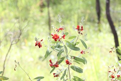 Gastrolobium grandiflorum, photographed by Hugo Innes