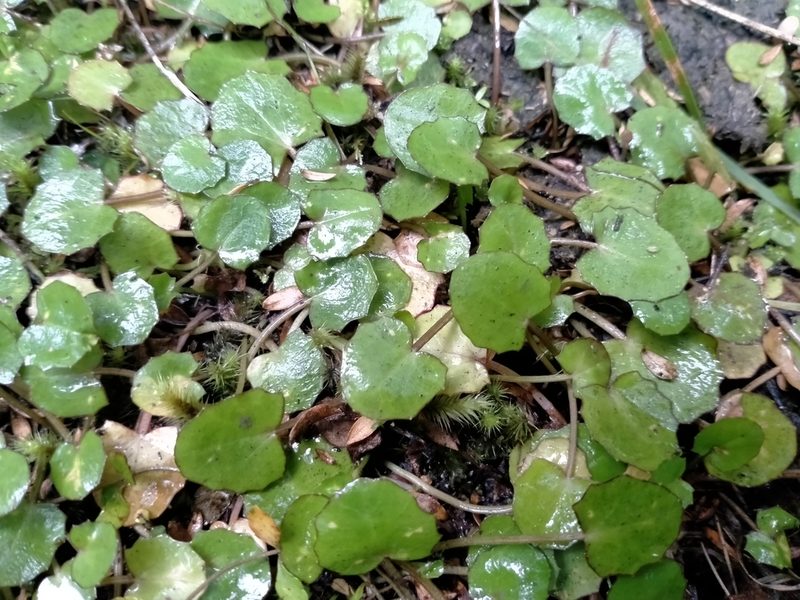 Centella uniflora, photographed by John Barkla