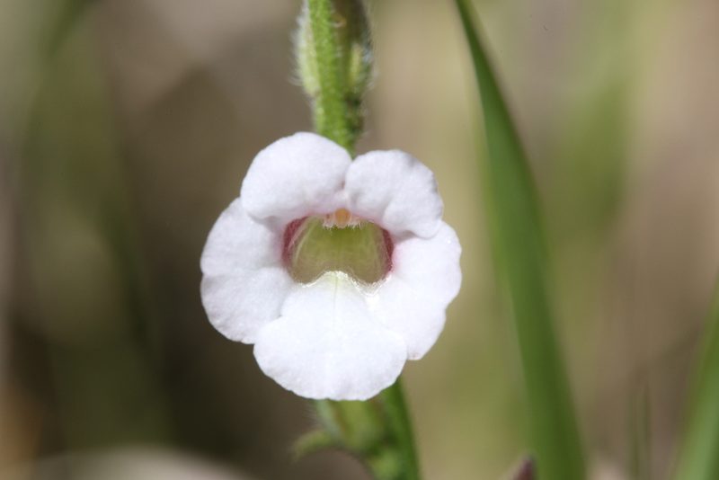 Centranthera hispida, photographed by Hugo Innes