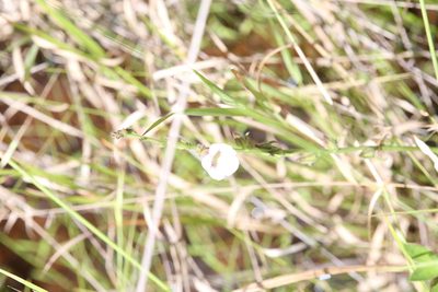 Centranthera hispida, photographed by Hugo Innes