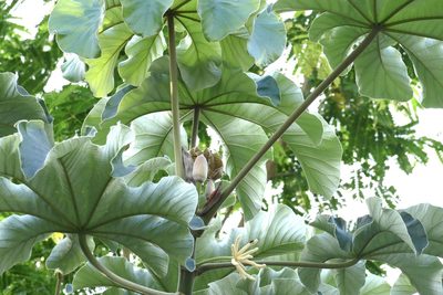 Cecropia peltata, photographed by Jean-Paul Boerekamps
