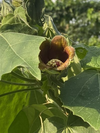 Blanchardia clypeata, photographed by Jean-Paul Boerekamps