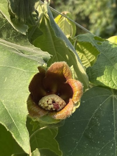 Blanchardia clypeata, photographed by Jean-Paul Boerekamps