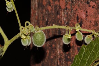 Cyphostemma cirrhosum, photographed by i_c_riddell