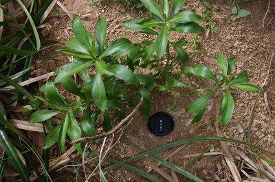 Lepidium castellanum, photographed by Peter de Lange
