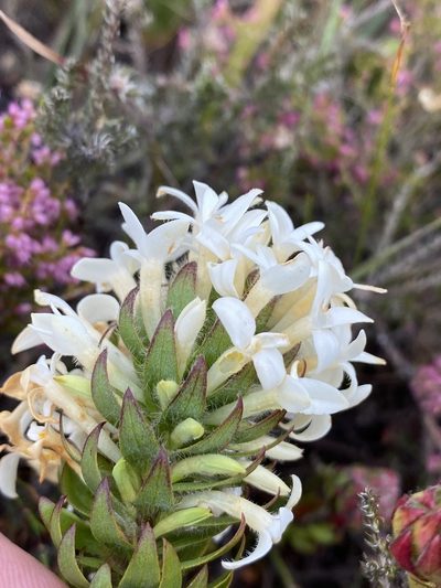 Gnidia ornata, photographed by Dave U