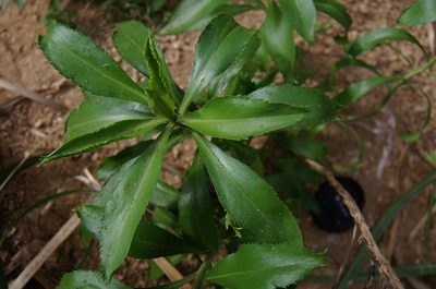 Lepidium castellanum, photographed by Peter de Lange