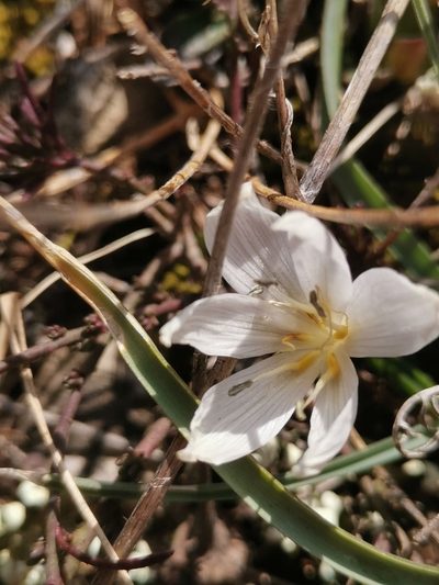 Colchicum hungaricum, photographed by Ljaž