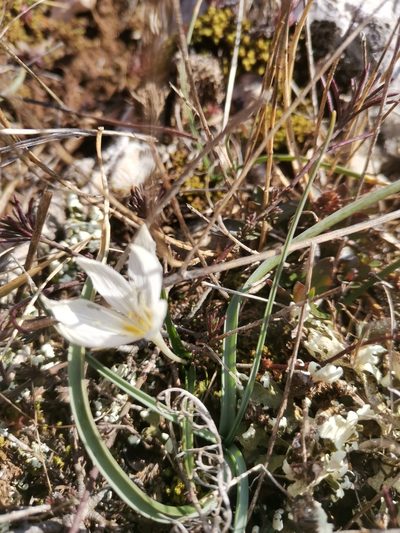 Colchicum hungaricum, photographed by Ljaž
